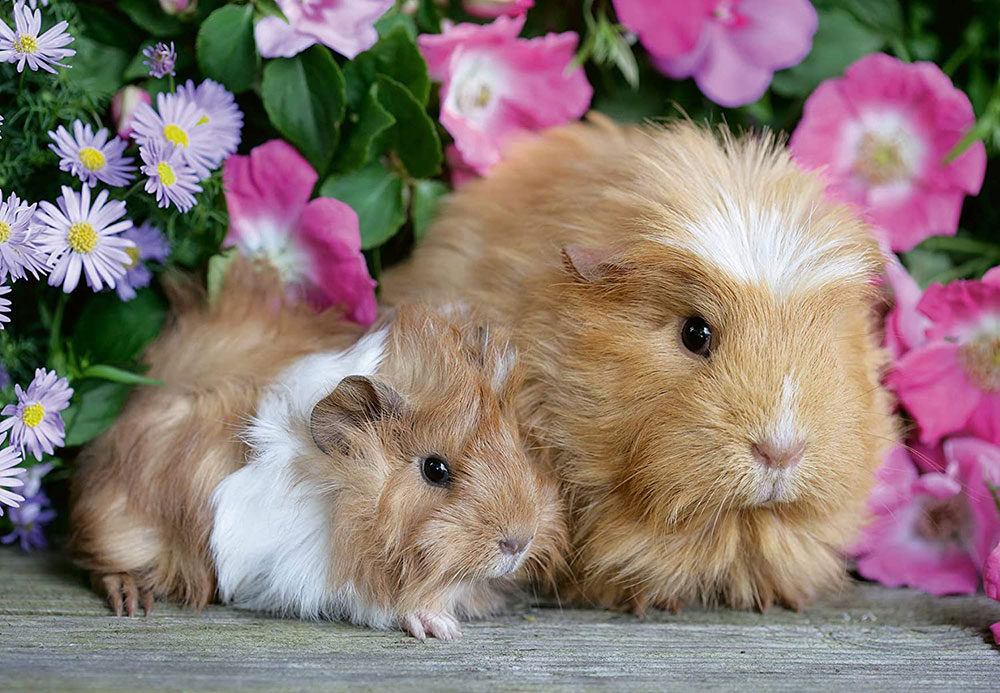 Ravensburger Dečje puzle 2x12 delova - Vreme je za maženje 05144 - dodatni pogled