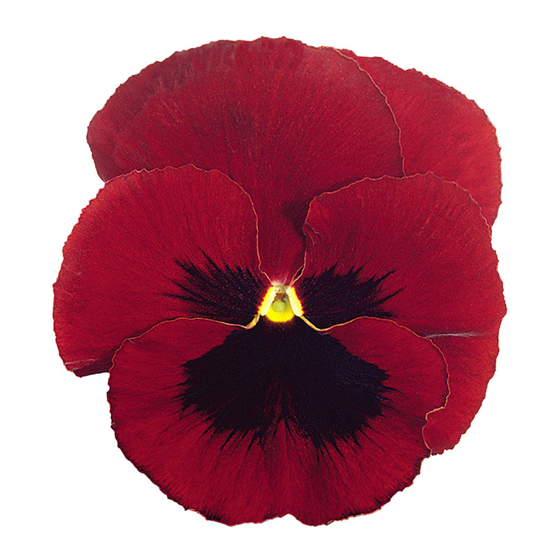 Cveće Dan i noć - crveni sa okom - Viola wittrockiana 5720/1 - dodatni pogled