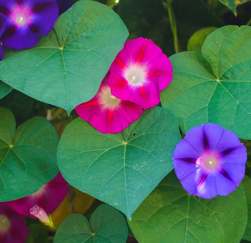 Seme za cveće Ladolež - mešavina - Ipomoea purpurea 3810 - dodatni pogled