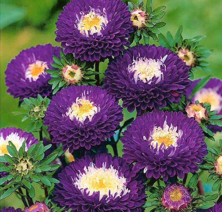 Seme Lepa Kata Princes - plava - Callistephus chinensis 2275 - dodatni pogled