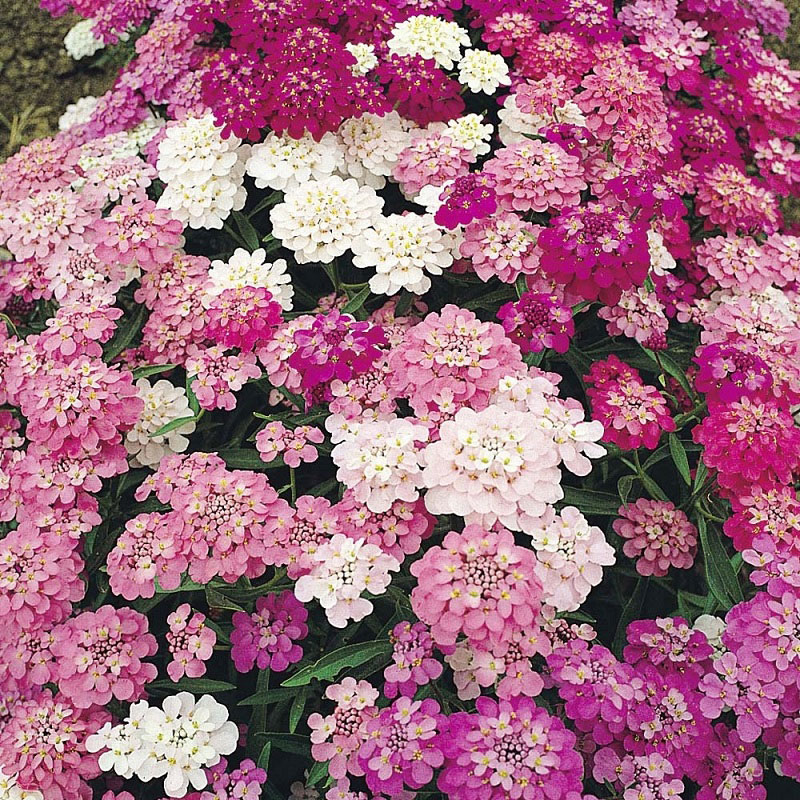 Seme za cveće Ognjica mešavina - Iberis umbellata 3788 - dodatni pogled