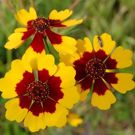 Cveće Carsko Oko - mešavina - seme Coreopsis tinctoria 2971 - dodatni pogled