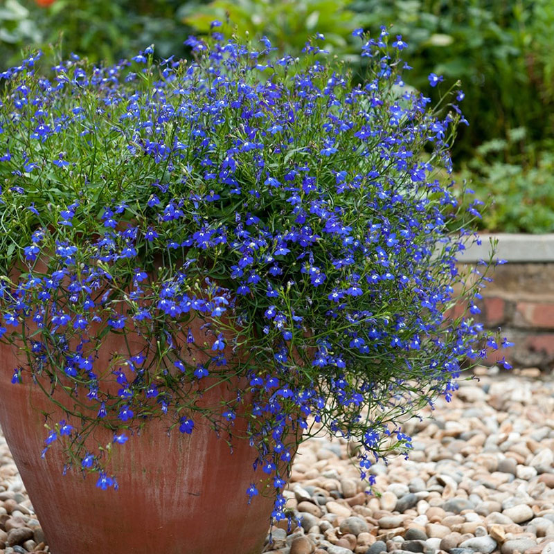 Cveće Lobelija - plava - seme Lobelia erinus 4120 - dodatni pogled
