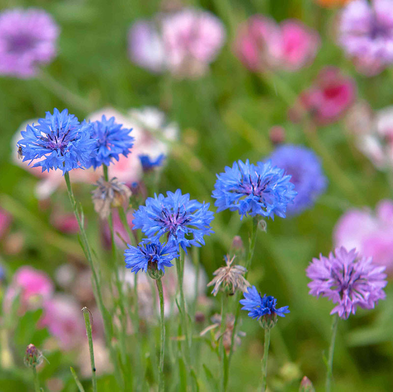 Cveće Različak - mešavina - seme Centaurea imperialis 2784 - dodatni pogled