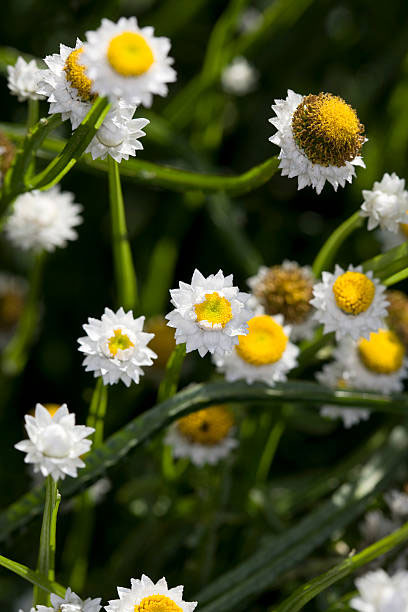 Cveće Suva ruža - bela - seme Ammobium alatum 2008 - dodatni pogled