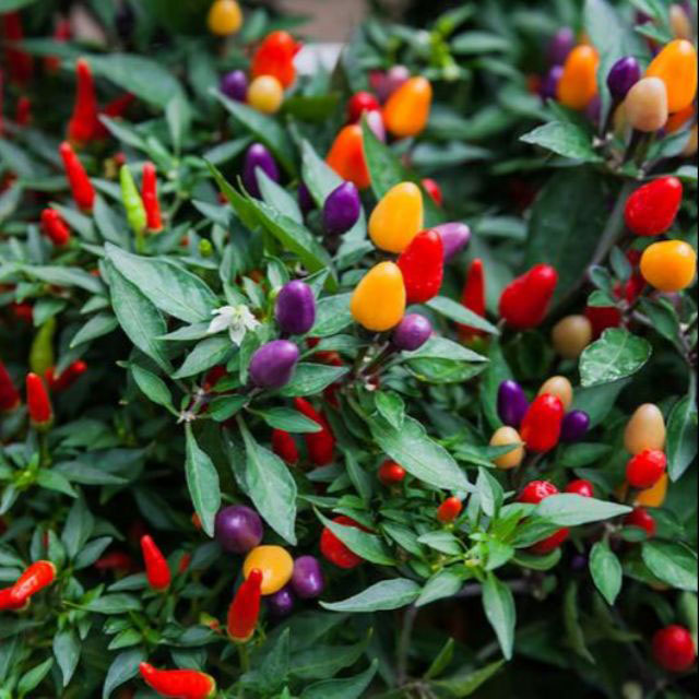 Ukrasna paprika - seme - Capsicum annuum 2583 - dodatni pogled
