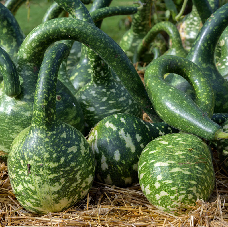 Ukrasna tikva Kobra - seme - Cucurbita maxima 2422 - dodatni pogled