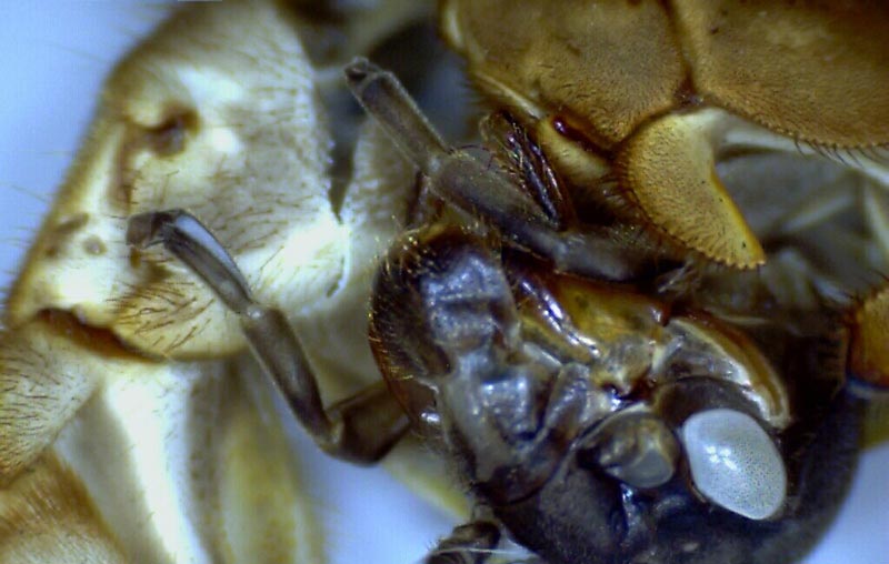 Digitalni mikroskop kamera 1.3 MPx - dodatni pogled