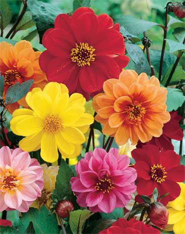 Seme za cveće Dalija - Georgina - mešavina - Dahlia sp. 5 kesica 3045 - dodatni pogled