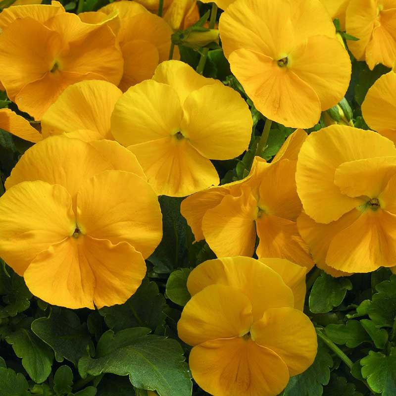 Seme za cveće 5 kesica Dan i noć - žuti -  Viola wittrockiana 5720/5 - dodatni pogled