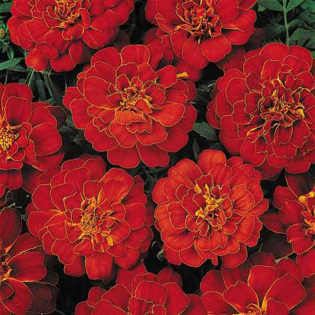 Seme za sadnju 5 kesica - cveće Kadifa niska - crvena -  Tagetes patula 5438 - dodatni pogled