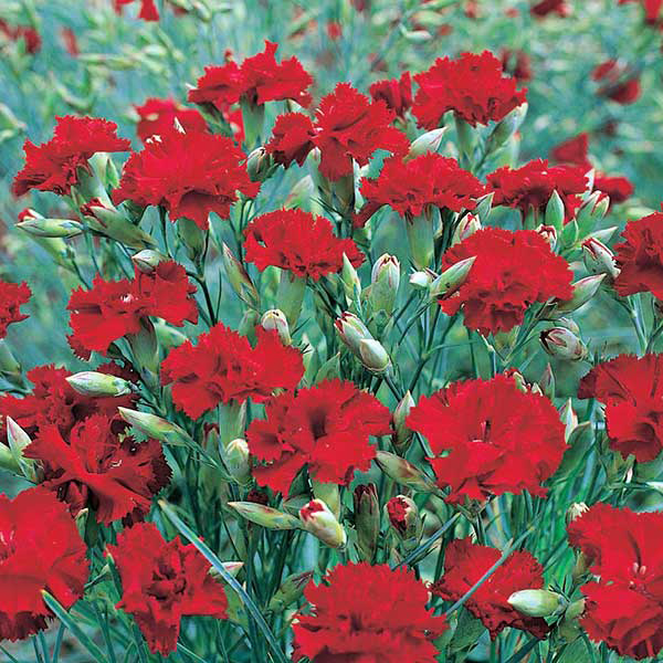 Seme za Karanfil  šabo - crveni - Dianthus caryophyllus 5 kesica 3225/2 - dodatni pogled