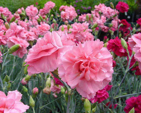 Seme za Karanfil šabo - pink - Dianthus caryophyllus 10 kesica 3225/1 - dodatni pogled