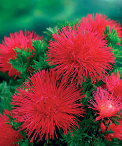 Seme 5 kesica Lepa Kata igličasta - crvena - Callistephus chinensis spider 2262 - dodatni pogled