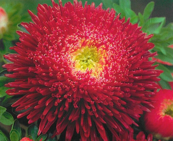 Seme Lepa Kata Princes - crvena - Callistephus chinensis 5 kesica 2276 - dodatni pogled