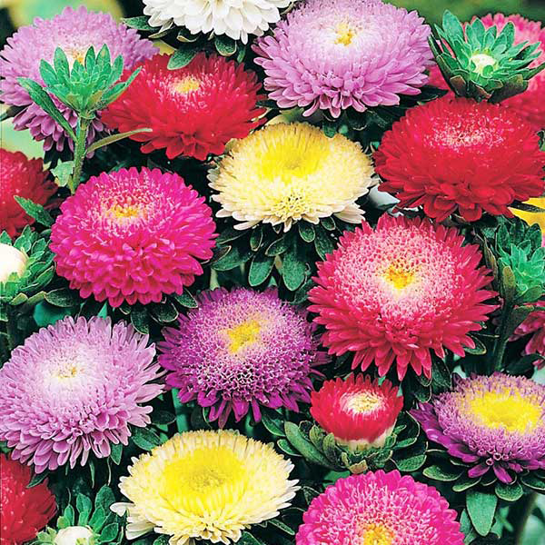 Seme 10 kesica Lepa Kata Princes - mešavina - Callistephus chinensis 2404 - dodatni pogled