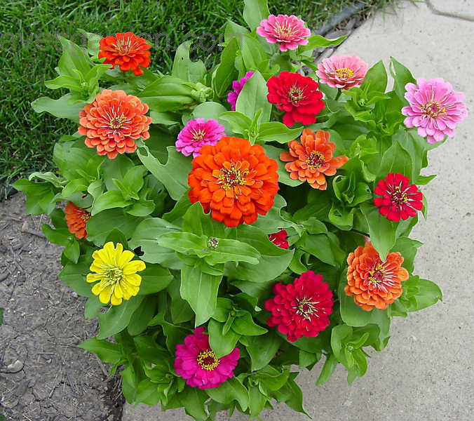 Baštensko cveće Lepi čovek - mešavina - Zinnia elegans 5 kesica 5971 - dodatni pogled