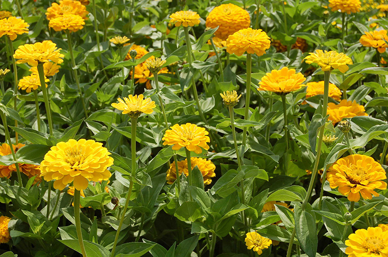 Baštensko cveće Lepi čovek - Cinija - žuti - Zinnia elegans 5 kesica 5972 - dodatni pogled