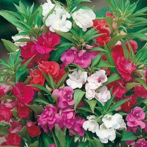 Seme 10 kesica za cveće Lepi dečko - mešavina - Impatiens balsamina 2440 - dodatni pogled