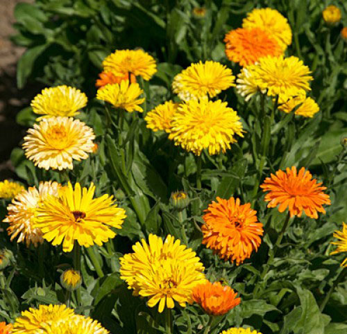 Seme za cveće 5 kesica Neven - mešavina - Calendula officinalis 2632 - dodatni pogled