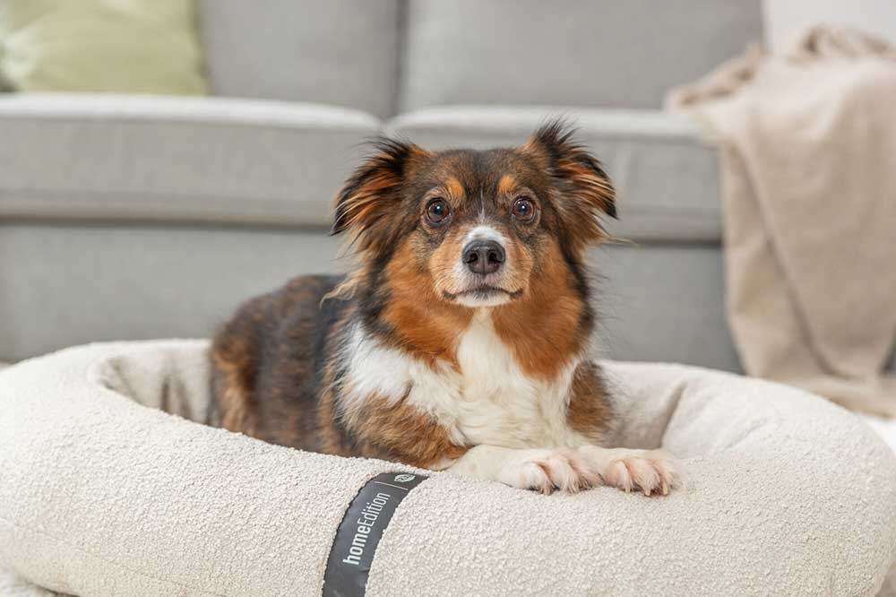 Ovalni ortopedski krevet za pse 75cm CityStyle Vital cream Trixie 373010 - dodatni pogled