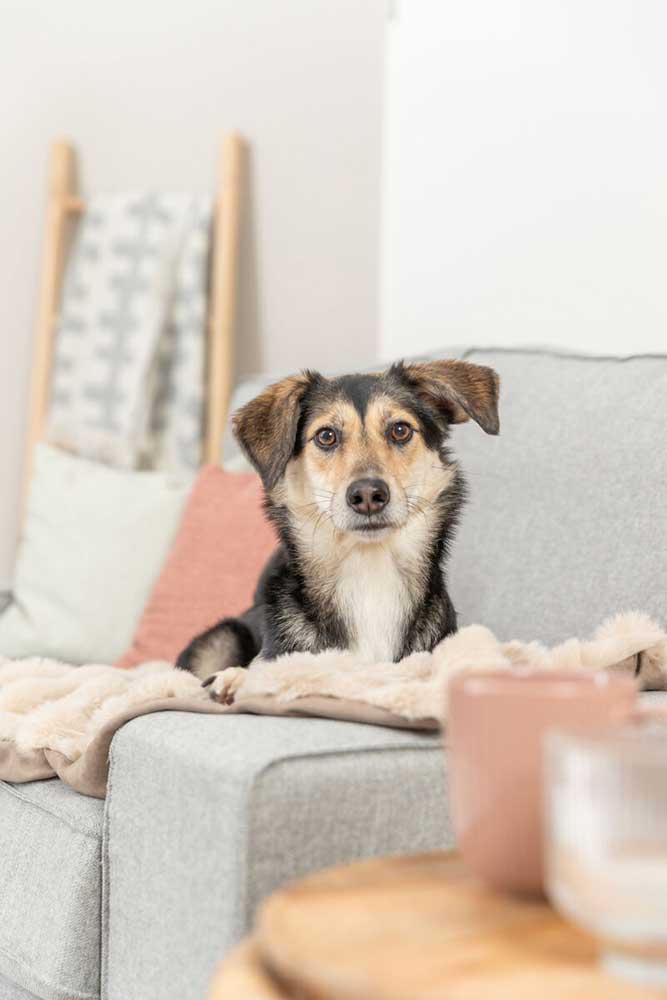 Ćebe za pse 150x100cm Elli sand Trixie 374112 - dodatni pogled