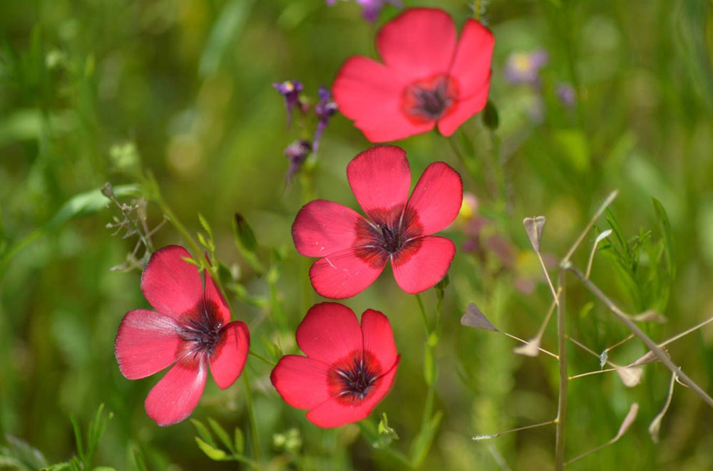 Seme za cveće 5 kesica Ukrasni lan - crveni - Linum grandiflorum Rubrum 3895 - dodatni pogled