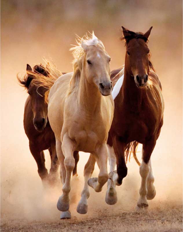 Puzzle slagalica 1000 delova Konji u galopu Clementoni HQC 39168 - dodatni pogled