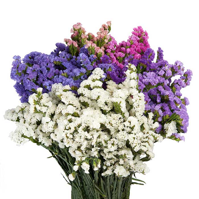 Seme za cveće Statica 5 kesica Villager - dodatni pogled