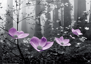 3D slika - Priroda - dodatni pogled