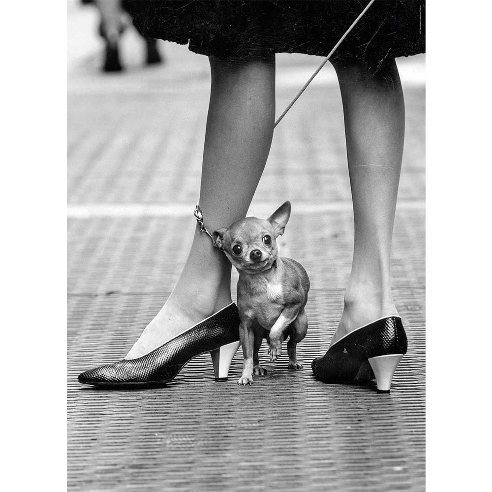 CLEMENTONI Slagalica Čivava 1000 delova HQC Life Collection CL39634 - dodatni pogled