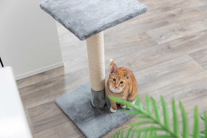 Stubna grebalica za mačku 69cm Baena light grey Trixie - dodatni pogled