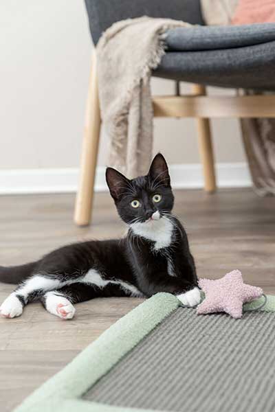 Grebalica prostirka za mačke Junior mint Trixie 44437 - dodatni pogled