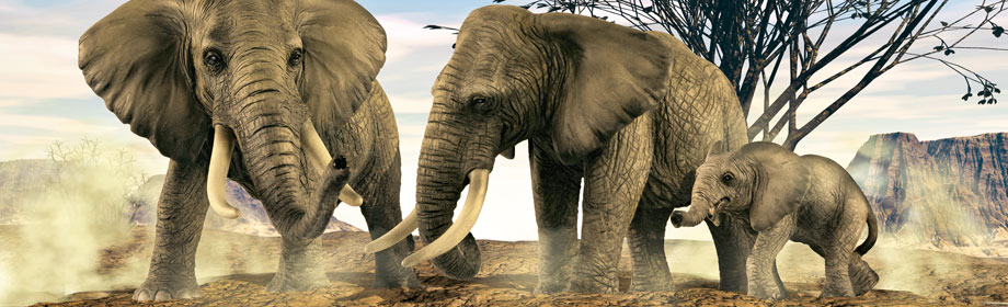 Schleich Divlje Životinje - Krokodil 14378 - dodatni pogled