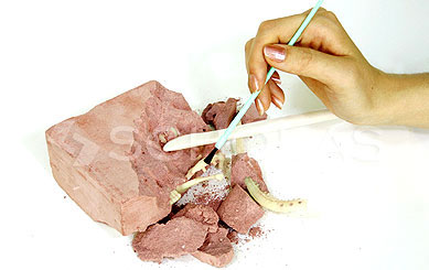 Dino Skeleton - Velociraptor - 032/132 - 13234 - dodatni pogled