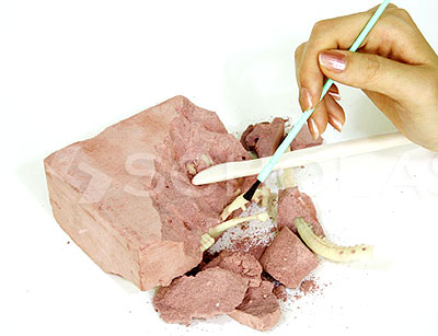 Dino Skeleton - Brachiosaurus - 032/132 - 03237 - dodatni pogled