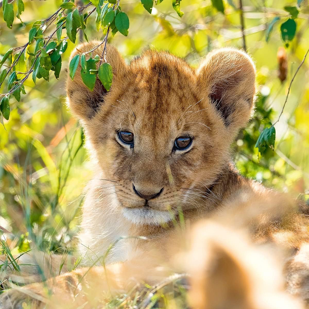 Ravensburger Slagalice 3x49 Panda tigar lav 05666 - dodatni pogled