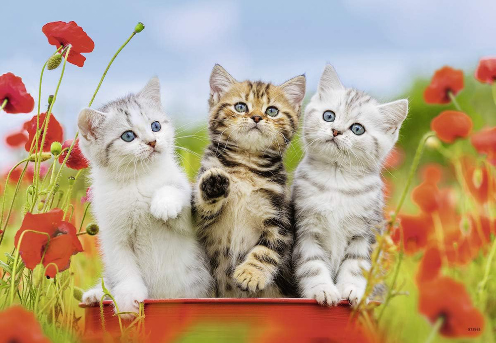 Ravensburger Puzzle slagalice 2x12 delova Mačići 07626 - dodatni pogled