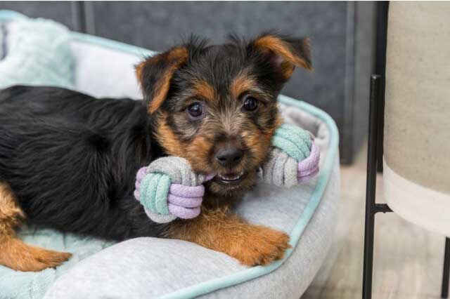 Trixie Igračka za pse Junior Teg od kanapa 15cm 32811 - dodatni pogled