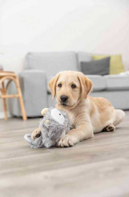 Trixie Junior Plišana i šuškava igračka za pse 36179 - dodatni pogled