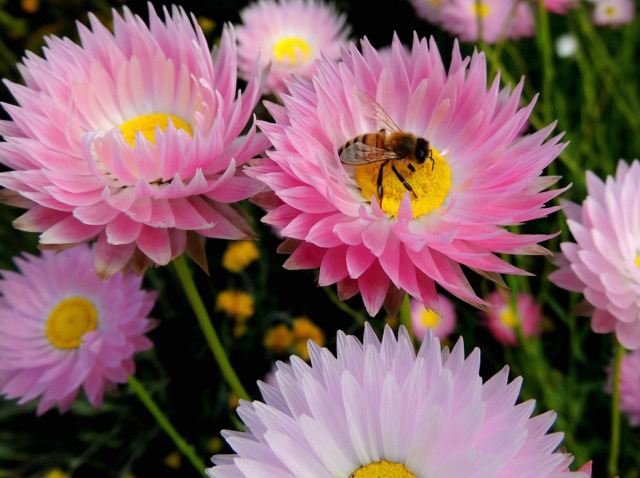 Seme za cveće Akroklinium mešavina - Acroclinium 10 kesica Virimax Franchi Sementi - dodatni pogled