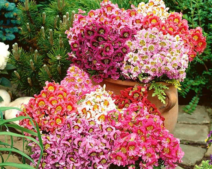 Cveće Anđeoska krila mix - seme 10 kesica Virimax Franchi Sementi - dodatni pogled