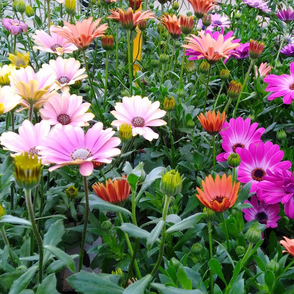 Seme za cveće Afrička margareta - 10 kesica Virimax Franchi Sementi - dodatni pogled