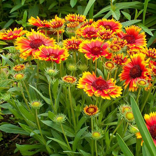 Seme za cveće Gailardia mešavina 10 kesica Virimax Franchi Sementi - dodatni pogled