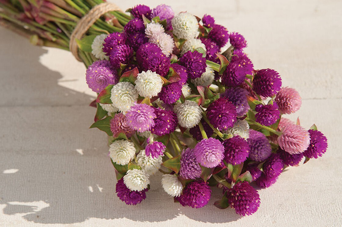 Seme za cveće Gomfrena mešavina - 10 kesica Virimax Franchi Sementi - dodatni pogled