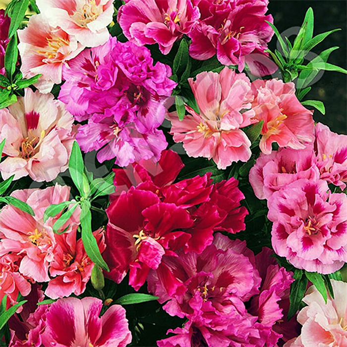 Seme za cveće Blazamina kamelija mešavina 10 kesica Franchi Sementi Virimax - dodatni pogled