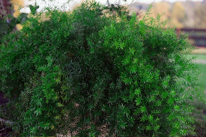 Seme za Asparagus Sprengeri 5 kesica Franchi Sementi Virimax - dodatni pogled