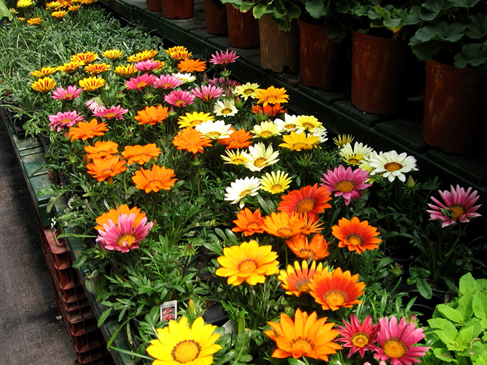 Seme za cveće Gazanija - Sunčica - mešavina 5 kesica Franchi Sementi Virimax - dodatni pogled