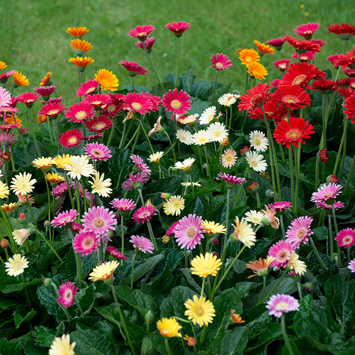Seme 10 kesica za cveće Gerber mešavina Franchi Sementi Virimax - dodatni pogled