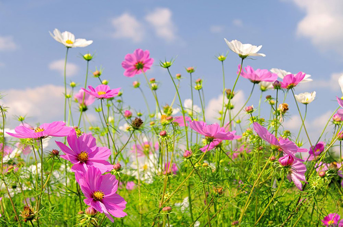 Cveće Kosmos - seme 10 kesica Franchi Sementi Virimax - dodatni pogled